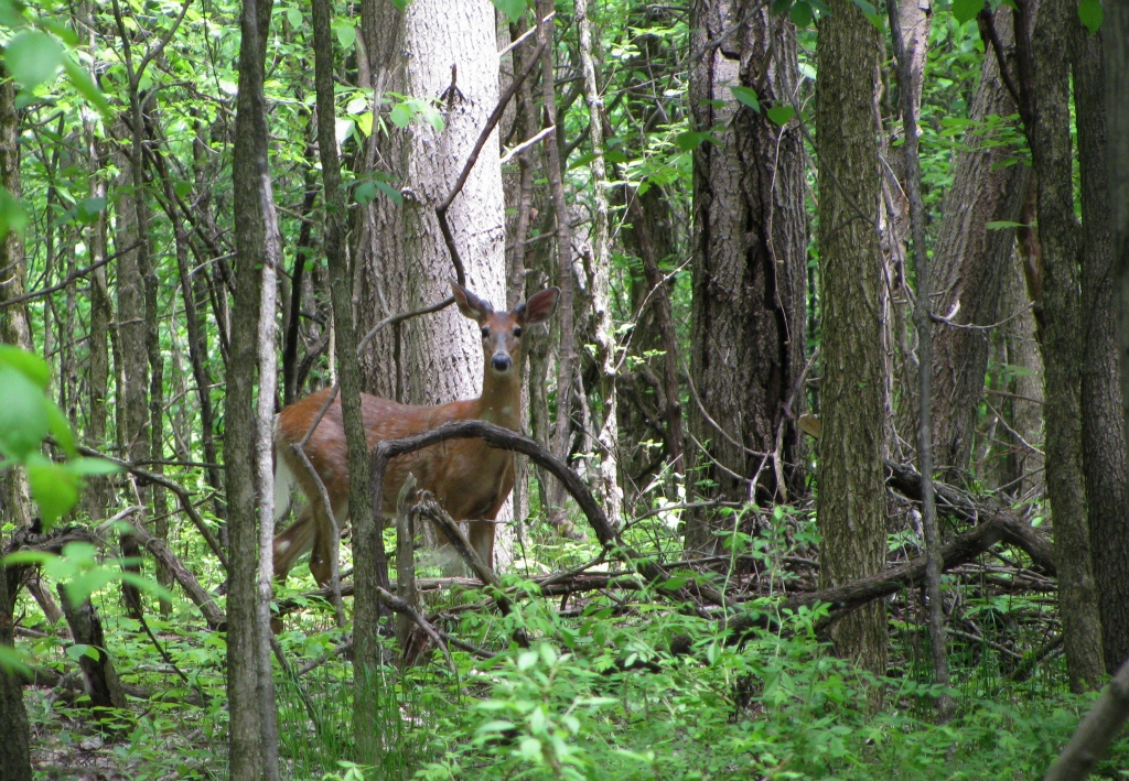 A young buck spotted while hiking the OakHill Trail in the CVNP